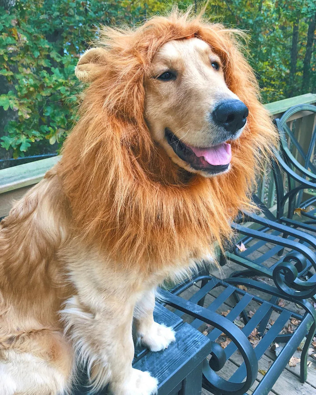Lion Dog Costume™
