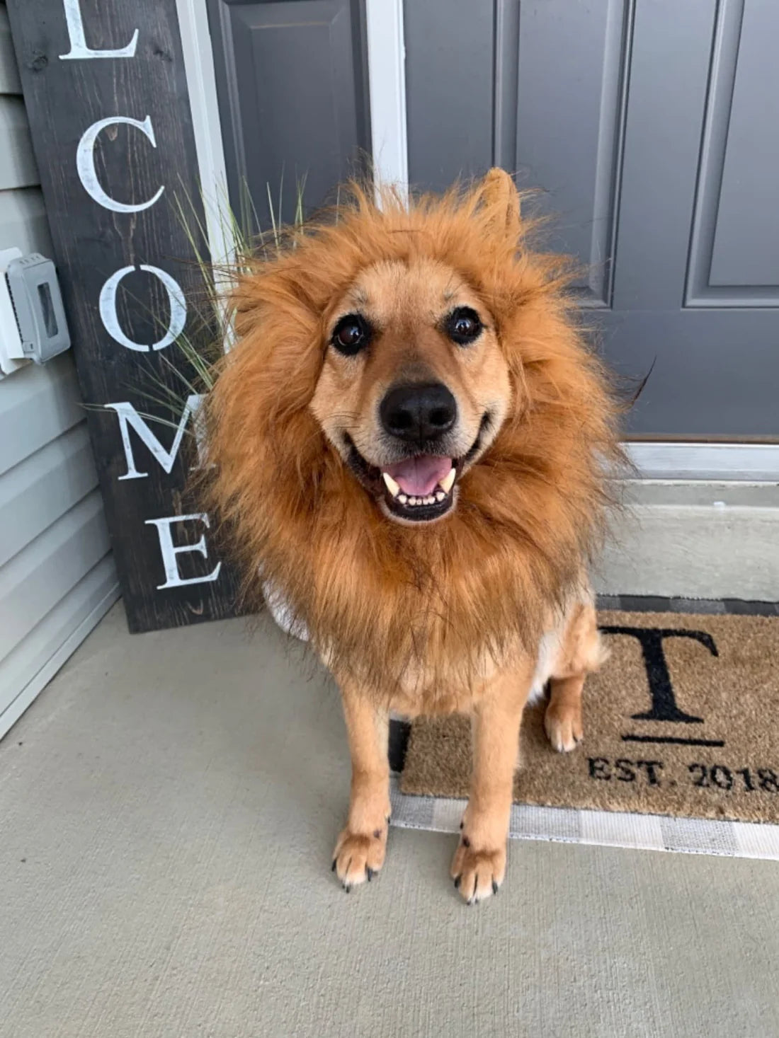 Lion Dog Costume™